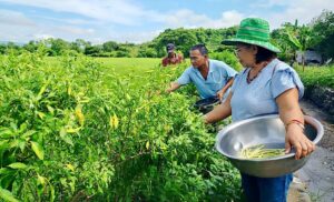 More irrigators groups in CAR gear up for Gulayamanan sa Patubigan