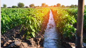 Tuloy ang Daloy: Sustaining Water, Sustaining Life